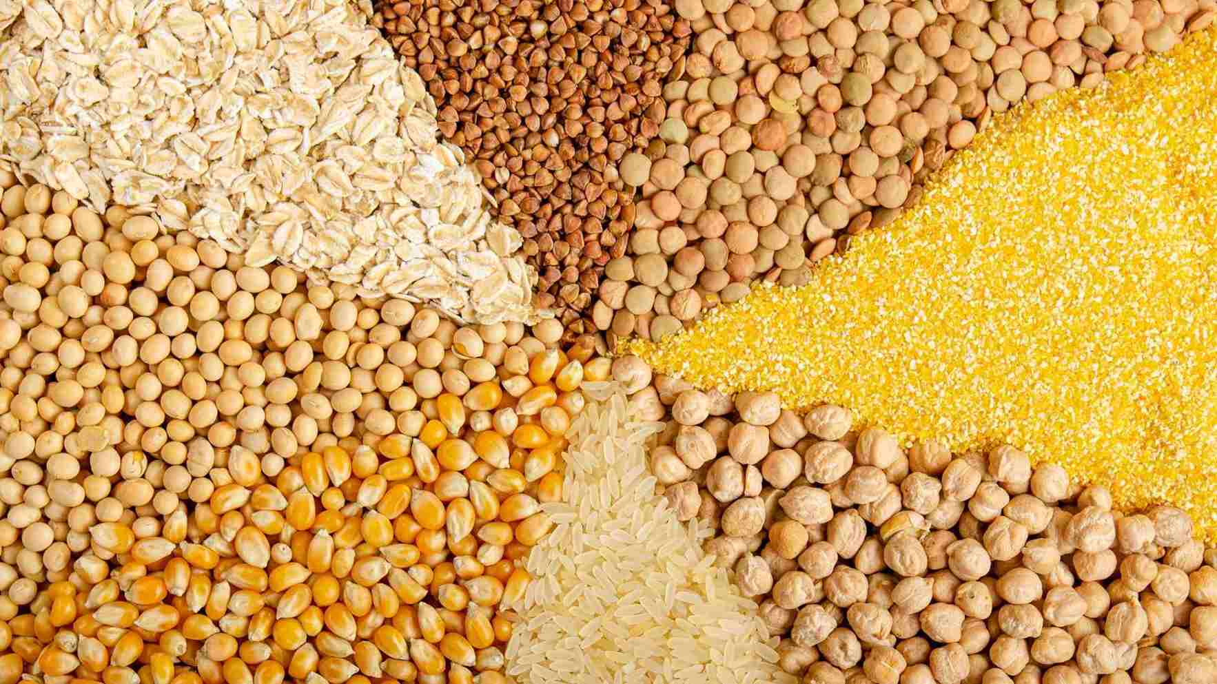 cereales en el pienso de los gatos